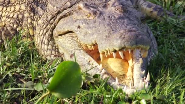 Cabeça de crocodilo. Safari. África . — Vídeo de Stock