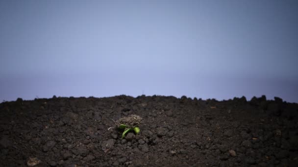 Groen vegetarisch merg Sprout Teelt — Stockvideo