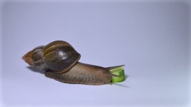 Beyaz arkaplanda salyangoz