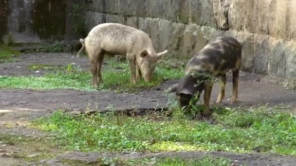 Cerdos comiendo hierba — Vídeo de stock