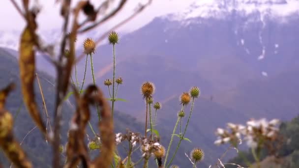 Panorama van besneeuwde bergen — Stockvideo