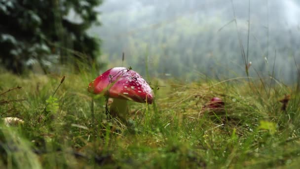 Ein roter Pilz im Gras auf einer Waldlichtung — Stockvideo