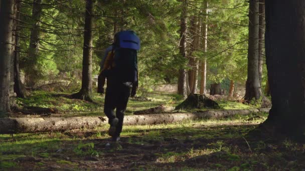 Ένας άντρας με σακίδιο ταξιδεύει μέσα σε ένα όμορφο δάσος. — Αρχείο Βίντεο