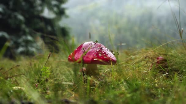 Een rode paddestoel in het gras op een woud clearing — Stockvideo