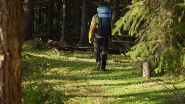 一个背着背包的男人穿过美丽的森林 — 图库视频影像