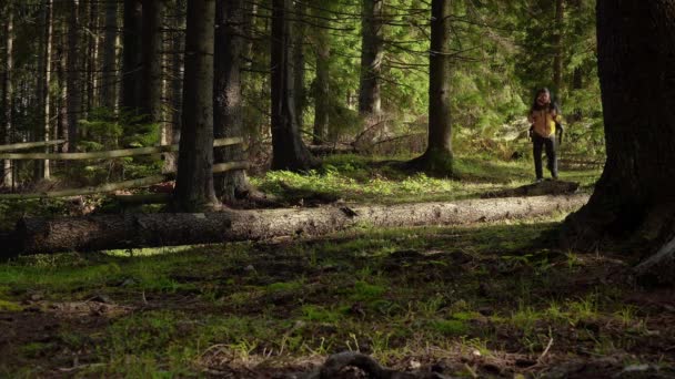 Egy férfi hátizsákkal utazgat egy gyönyörű erdőben. — Stock videók