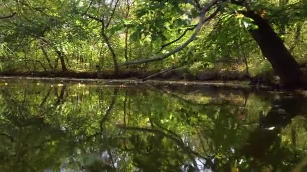 Kameraflug über den Fluss im Wald — Stockvideo