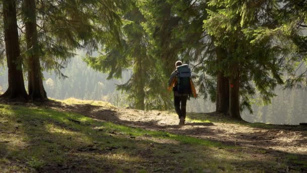 一个背着背包的男人在美丽的森林里旅行 — 图库视频影像