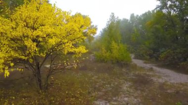 Bir sonbahar ağacının üzerinden uçarken