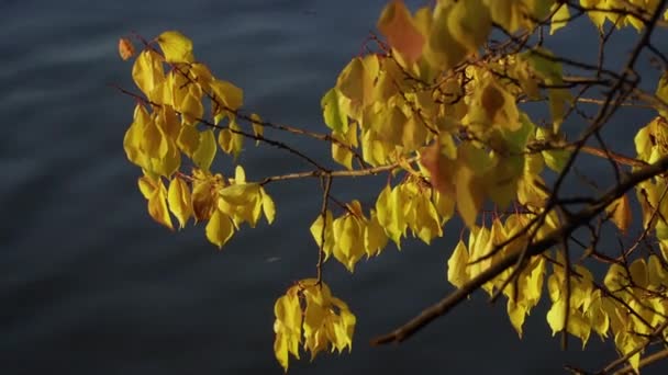 Couleurs orange de feuillage sur les branches dans Autumn Park — Video