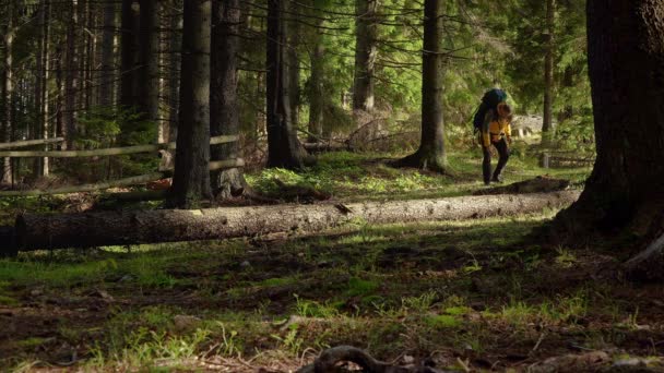 Um homem com uma mochila viaja em uma bela floresta — Vídeo de Stock