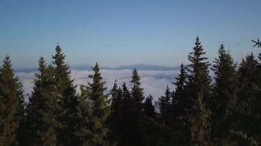 Dağlardaki ormanın üzerinde uçarken