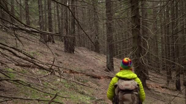 Sırt çantalı bir kadın ormanda seyahat eder. — Stok video
