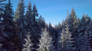 Kışın dağlarda, ormanın üzerinde uçarken