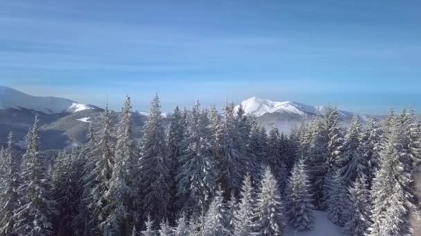Kış dağlarının güzel manzarasının üzerinde uçuyor — Stok video
