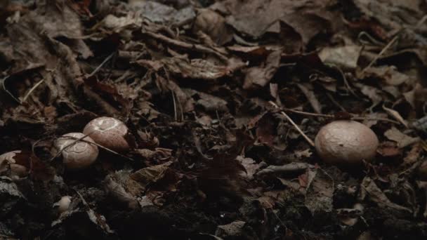 Timelapse of Mushrooms Creciendo — Vídeo de stock
