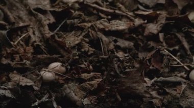 Mantarların Zamanaşımı Büyüyor