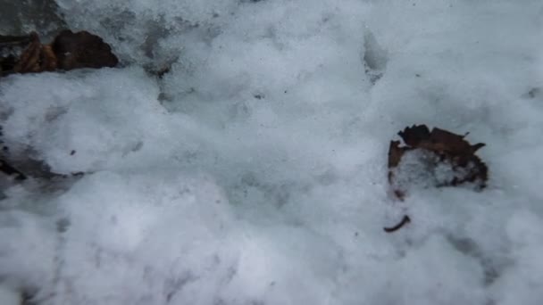 Макро-часовий знімок блискучих частинок танення снігу, що перетворюються на рідку воду та відкривають зелену траву та листя — стокове відео