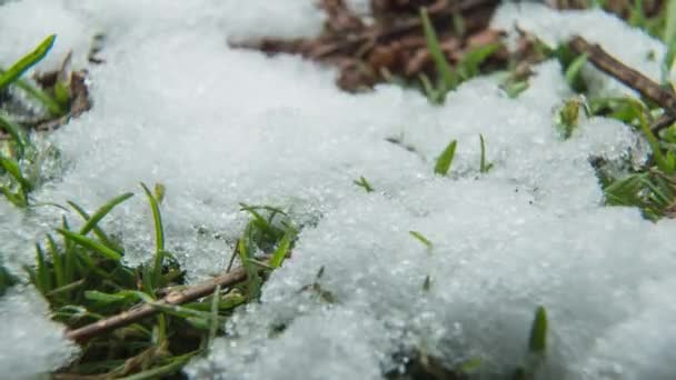 Makroczasowe ujęcie błyszczących topniejących cząstek śniegu zamieniających się w ciekłą wodę i odsłaniających zieloną trawę i liście — Wideo stockowe