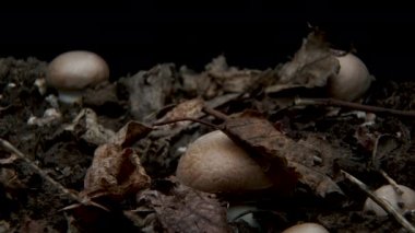 Mantarların Zamanaşımı Büyüyor