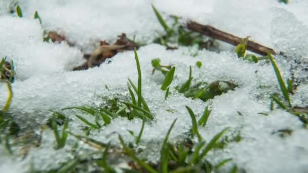 Makro tid-lapse skott av blanka smältande snöpartiklar förvandlas till flytande vatten och avslöja grönt gräs och blad — Stockvideo