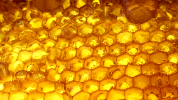 Mel dourado goteja para baixo favo de mel — Vídeo de Stock