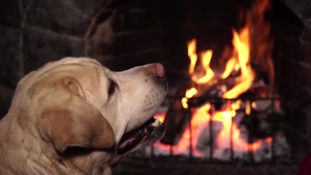 Dog near fireplace with burning fire — Stock Video