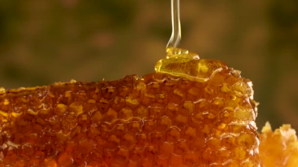 Mel dourado derrama no favo de mel — Vídeo de Stock