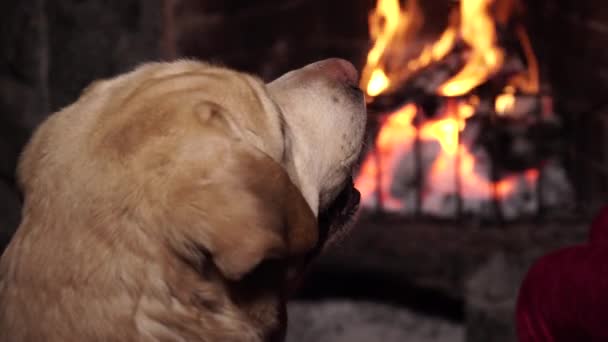 Собака возле камина с горящим огнем — стоковое видео
