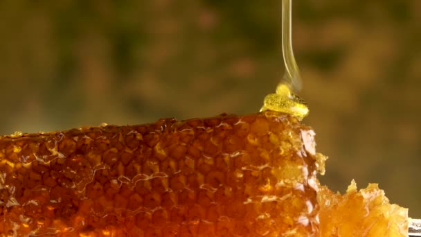 Χρυσό μέλι χύνει στην κηρήθρα — Αρχείο Βίντεο