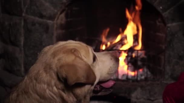 Dog near fireplace with burning fire — Stock Video