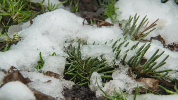 Makro-Zeitraffer-Aufnahme von glänzenden schmelzenden Schneeteilchen, die sich in flüssiges Wasser verwandeln und grünes Gras und Blätter enthüllen — Stockvideo