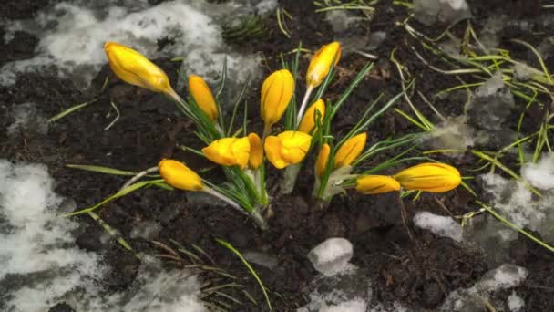 Żółty krokus kwitną wiosenne kwiaty — Wideo stockowe