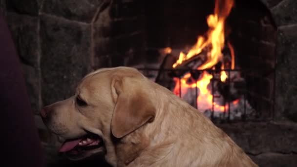 Cão perto da lareira com fogo ardente — Vídeo de Stock