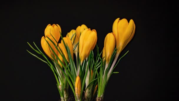 Gele krokus bloeien lente bloem — Stockvideo