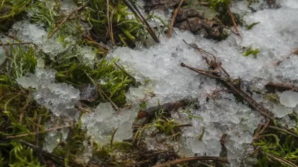 Macro time-lapse shot de partículas de neve brilhante derretida transformando-se em água líquida e desvendando grama verde e folhas — Vídeo de Stock