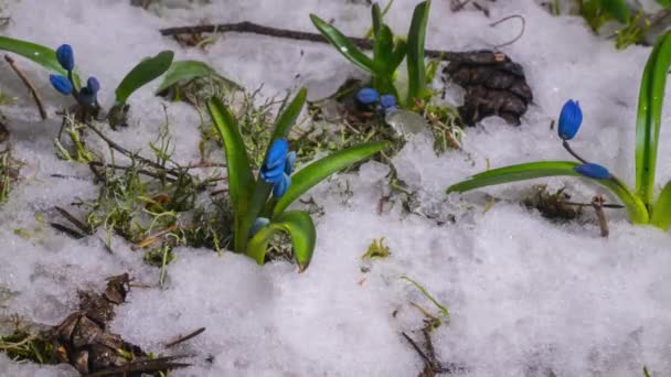 Niebieski śnieg i śnieg topnieje wiosną — Wideo stockowe