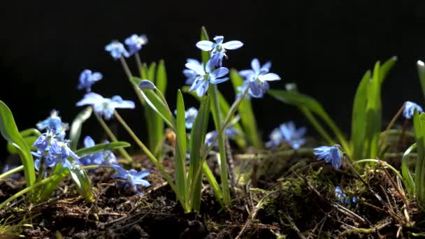 Mooie bloeiende blauwe bloemen in het voorjaar — Stockvideo
