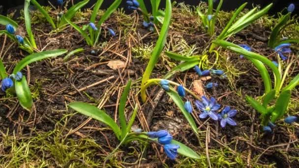 Blaues Schneeglöckchen im Frühling — Stockvideo