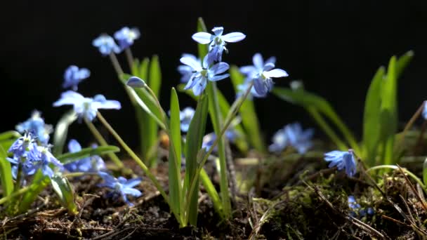 Vackra blommande blå blommor på våren — Stockvideo