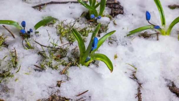 Весной тают голубые подснежники и снег — стоковое видео