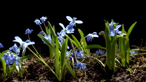 Schöne blühende blaue Blumen im Frühling — Stockvideo