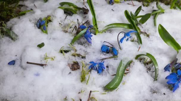 봄에는 푸른 눈 방울 과 눈 이 녹는다 — 비디오