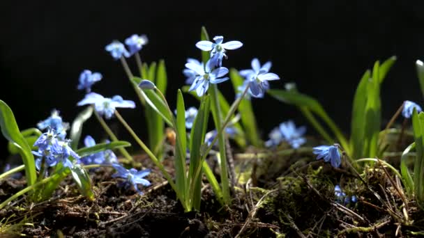 Gyönyörű virágzó kék virágok tavasszal — Stock videók