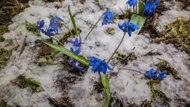 Niebieski śnieg i śnieg topnieje wiosną — Wideo stockowe