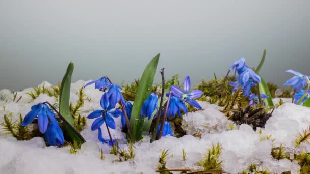 Niebieski śnieg i śnieg topnieje wiosną — Wideo stockowe
