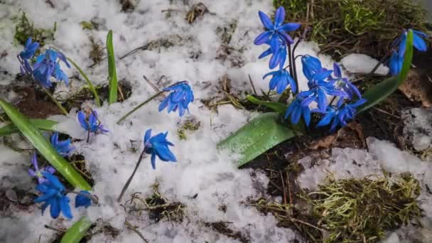 Blaues Schneeglöckchen und Schnee schmelzen im Frühling — Stockvideo