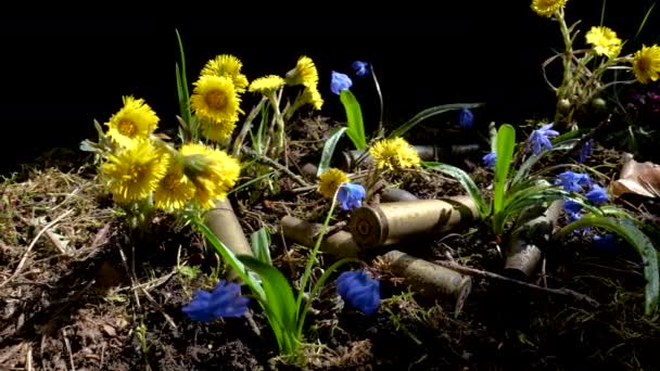 Порожні кулеметні снаряди в квітучих весняних квітах — стокове відео