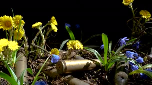 Die leeren Maschinengewehrgeschosse in blühenden Frühlingsblumen — Stockvideo