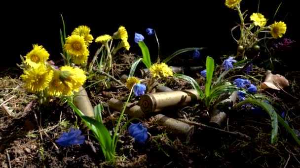 The empty machine gun shells in blooming spring flowers — Stock Video